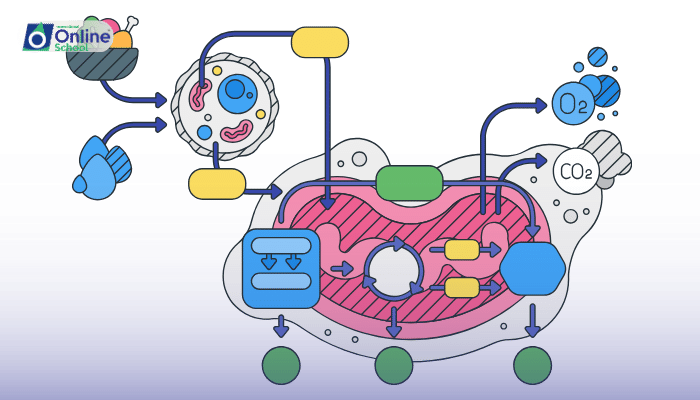 Lesson 10: Cellular Respiration of Proteins and Fats